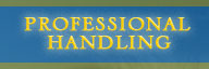 shadow hill show dog shelties professional handling